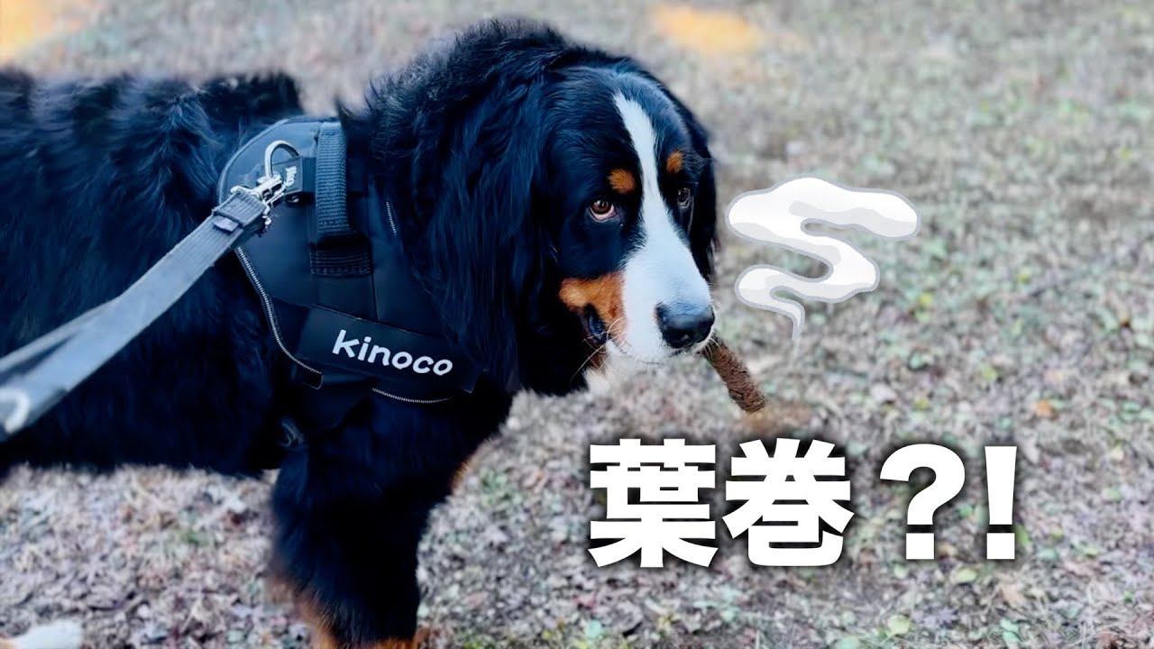 「所沢航空記念公園」でバーニーズマウンテンドッグが咥えた「葉巻」の正体…