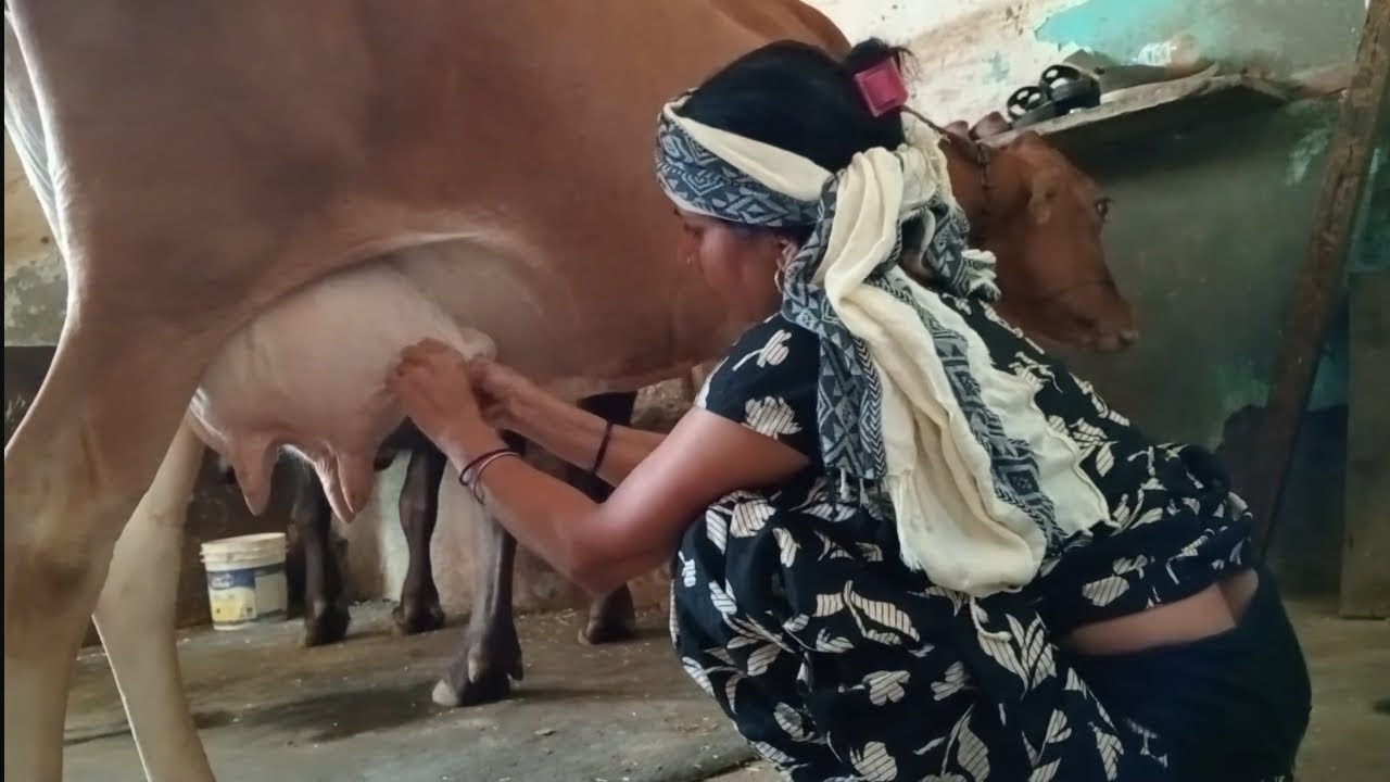 #buffalo 🐃 milking by hand ✋🏻 गोपी 🐄 की खाल खाली आज बछड़े न कती 😡 करनी पड़ी पिटाई 💥🪴🪴