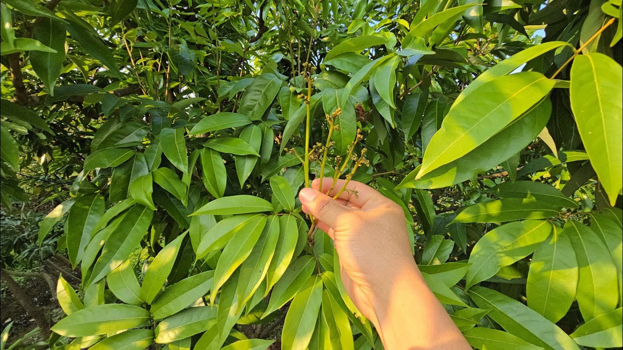 VẢI THIỀU LỤC NGẠN BẬT LỘC HOA TUNG TÓE I NÚI ĐỒI LỤC NGẠN