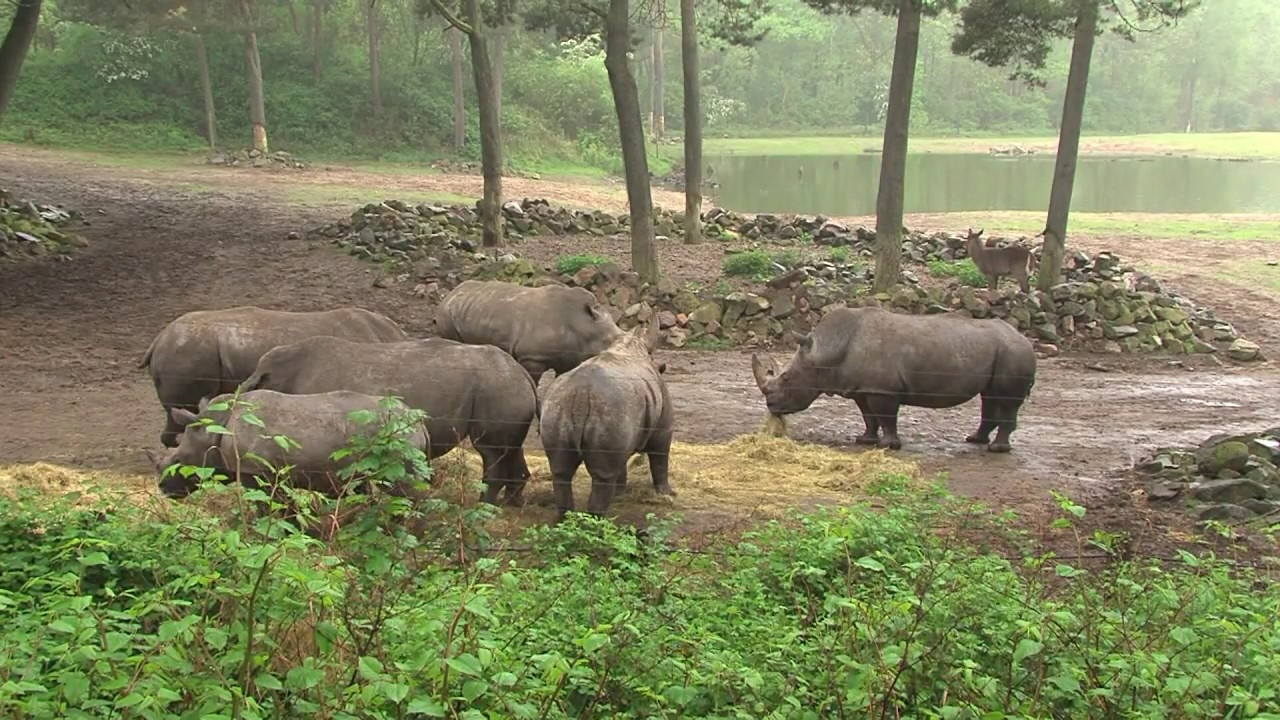 Burgers' Safari (1) | Burgers' Zoo Natuurlijk | Arnhem