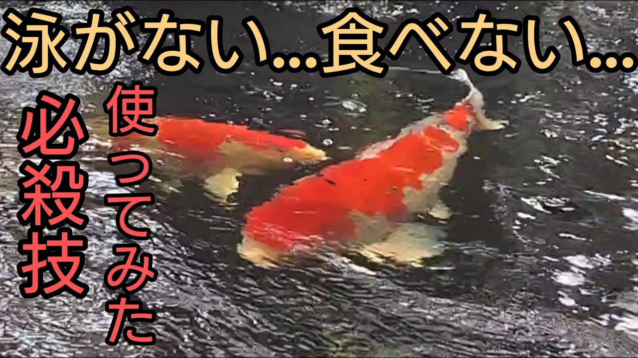 【超大物からアドバイス】ピンチの錦鯉に必殺技使ってみた。#koi　#錦鯉　#nisikigoi　#ปลาคราฟ　#アクアリウム