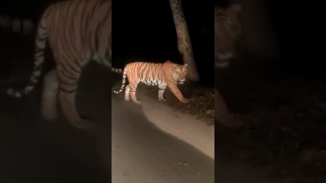 tiger at gondia Mando devi road