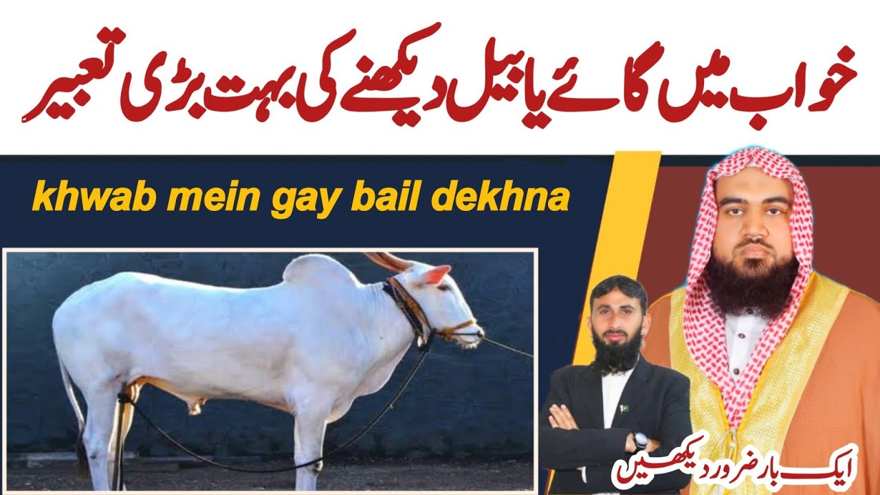 khwab mein gay dekhna | khwab mein bail dekhna | sapne mein gay dekhna | sapne mein bail dekhna