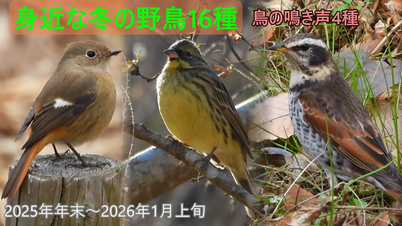 アオジとジョウビタキの鳴き声♪地面に降りてきたツグミ　可愛いふくらスズメ　カワセミのカニ歩き　オナガ　キセキレイ　ワカケホンセイインコ　池の水鳥など