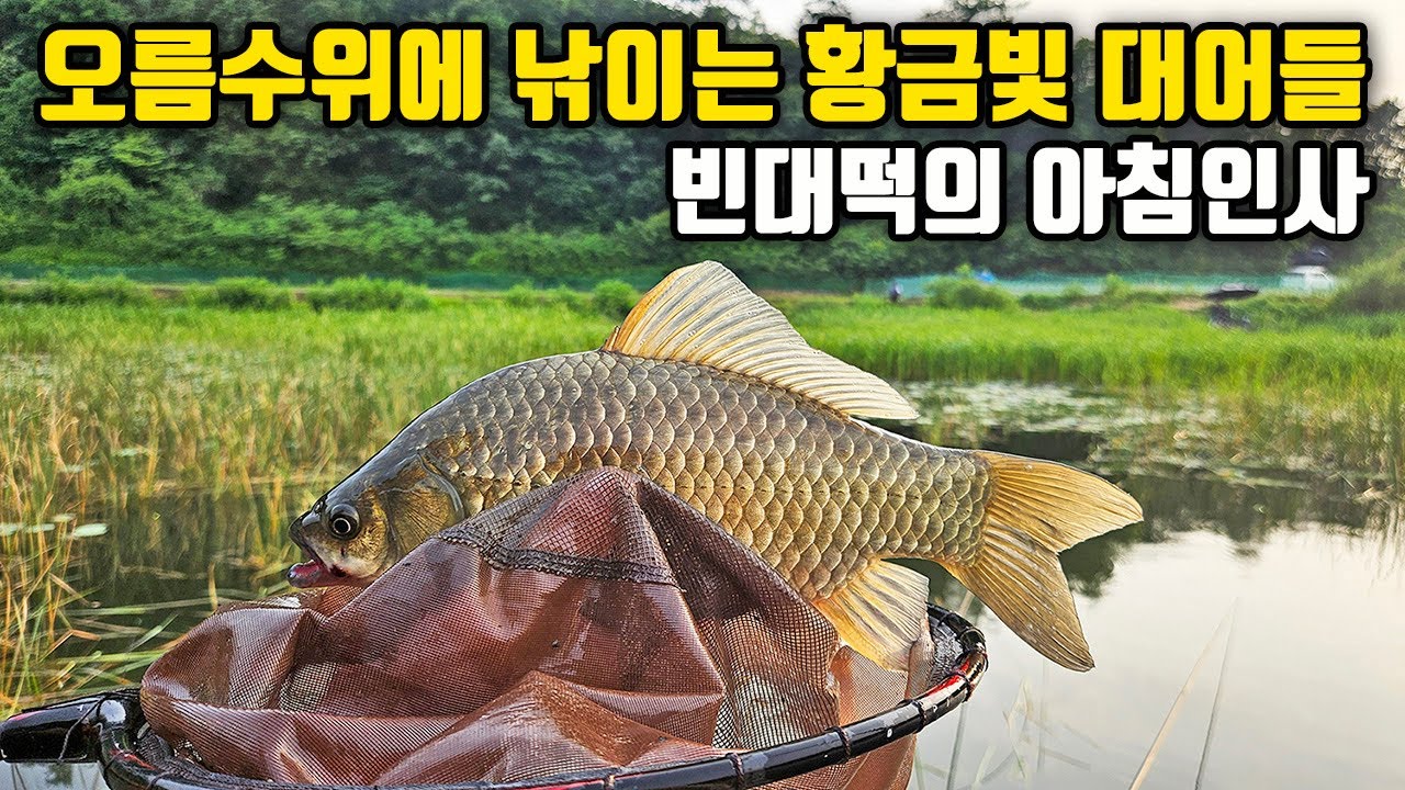 홍천강 우리붕어 4짜, 빈대떡 붕어, 피서 강낚시 #붕어낚시