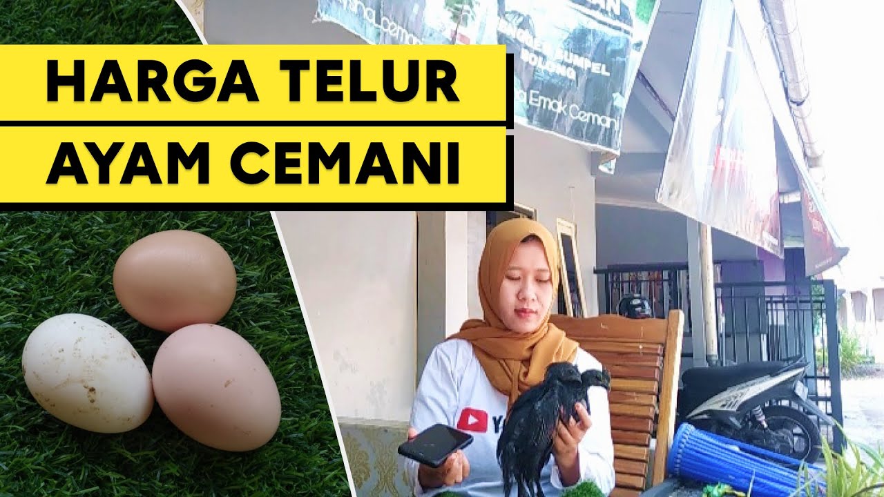 HARGA TELUR AYAM CEMANI