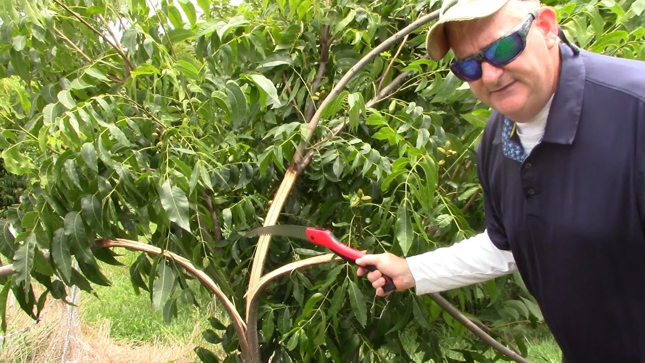 Pecan Pruning Failure