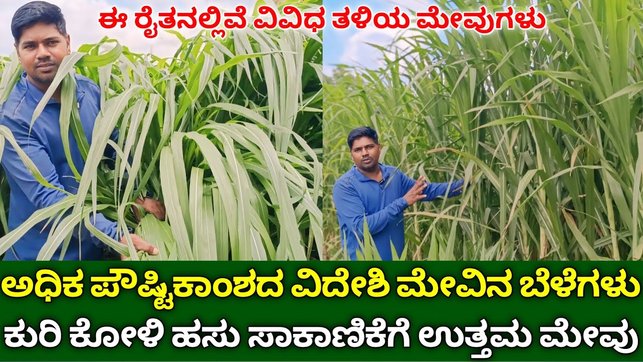 ಅಧಿಕ ಪೌಷ್ಟಿಕಾಂಶದ ವಿದೇಶಿ ಮೇವಿನ ಬೆಳೆಗಳು | ಕುರಿ ಕೋಳಿ ಹಸು ಸಾಕಾಣಿಕೆಗೆ ಮೇವು | fodder crops in kannada