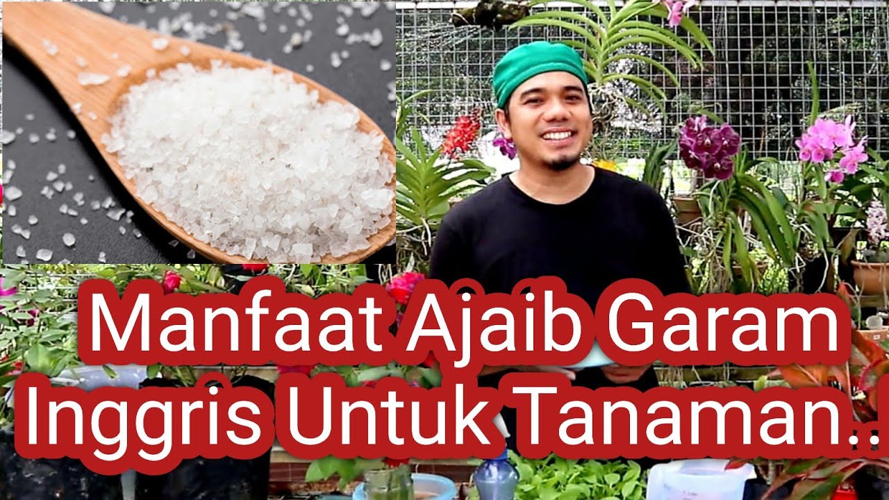 Manfaat Garam Inggris Untuk Tanaman, Cara Agar Tanaman Subur, Tips Merawat Tanaman, Garam Ajaib..!!