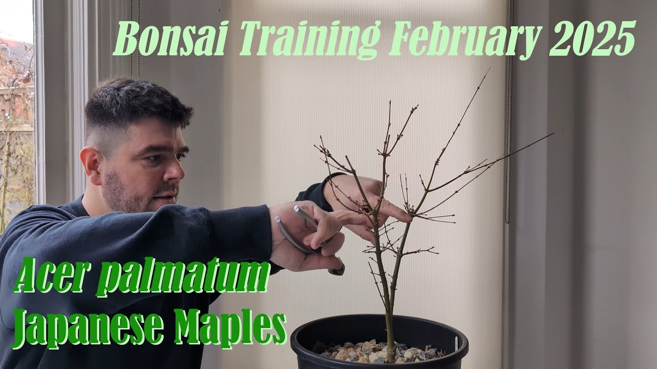 Bonsai Training Japanese Maples