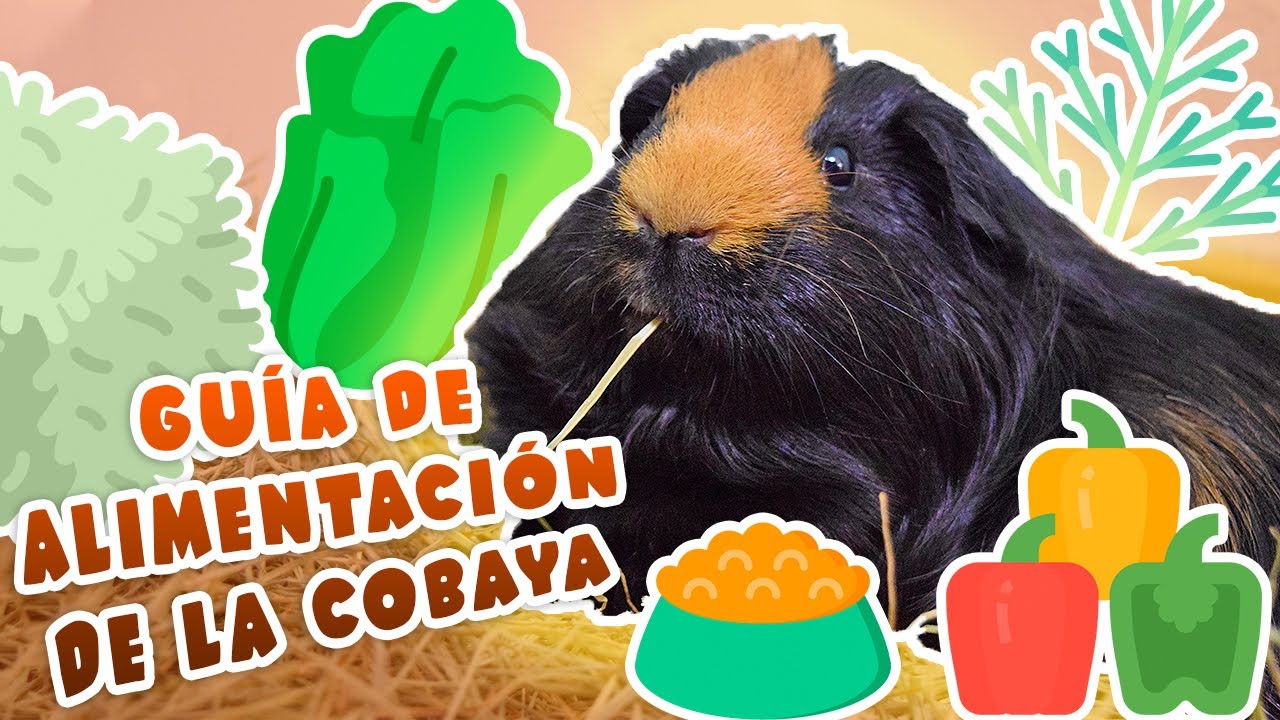 🌿 ALIMENTACIÓN DE LAS COBAYAS / CUYOS / CUYS *correcta y saludable* 🐹 ¿Qué deben y no deben comer?