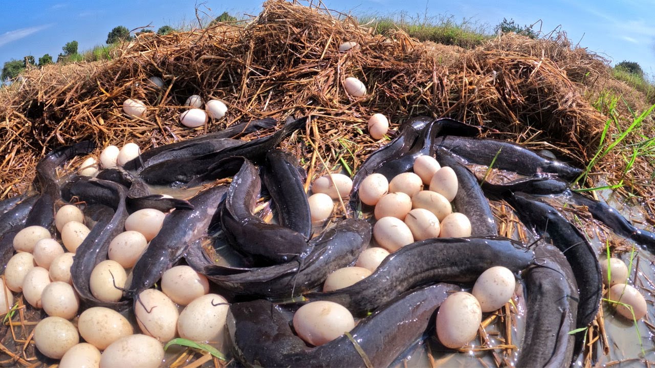 WOW unique - A smart man pick duck eggs & catch a lot of fish under straw in mud water by lucky hand