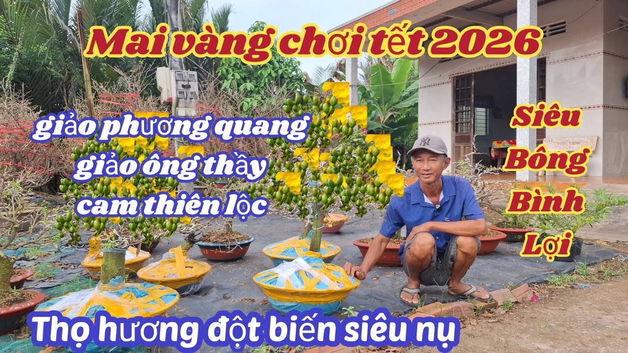 07/02/2026💥Mai vàng chơi tết 2026-siêu bông bình lợi, cúc thọ hương đột biến siêu nụ, giảo ông thầy 
