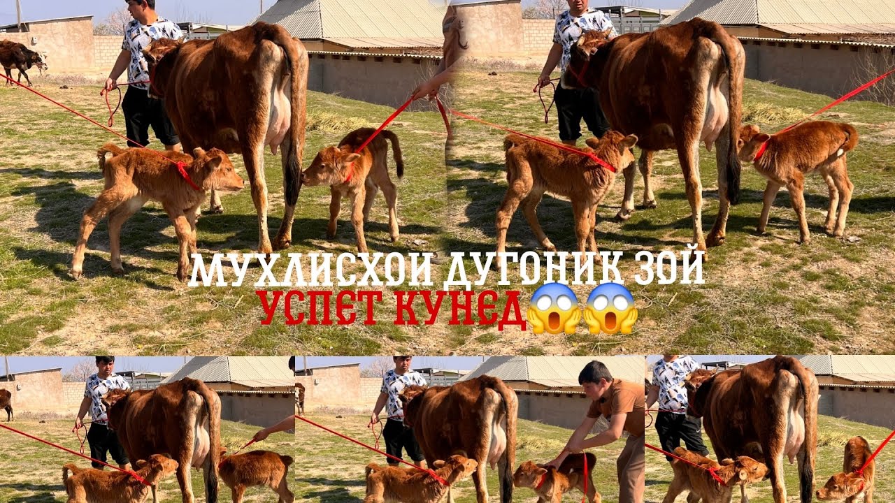 ГОВИ ДУГОНИКЗОЕИ ФУРУШИ ☎️905 34 01 01☎️НАВОРИ ТОЗА 27 февраля 2026 г.
