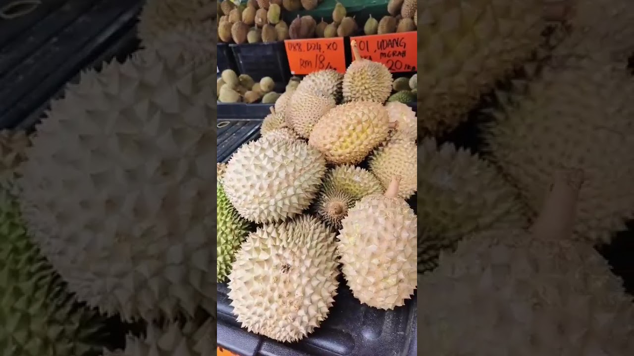 Craving for the best durian on the planet... The 'Musang King' 