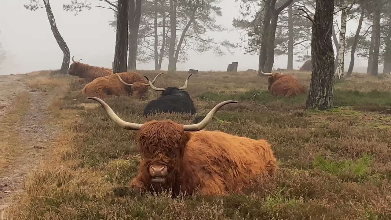 Schotse Hooglanders ontwaken.