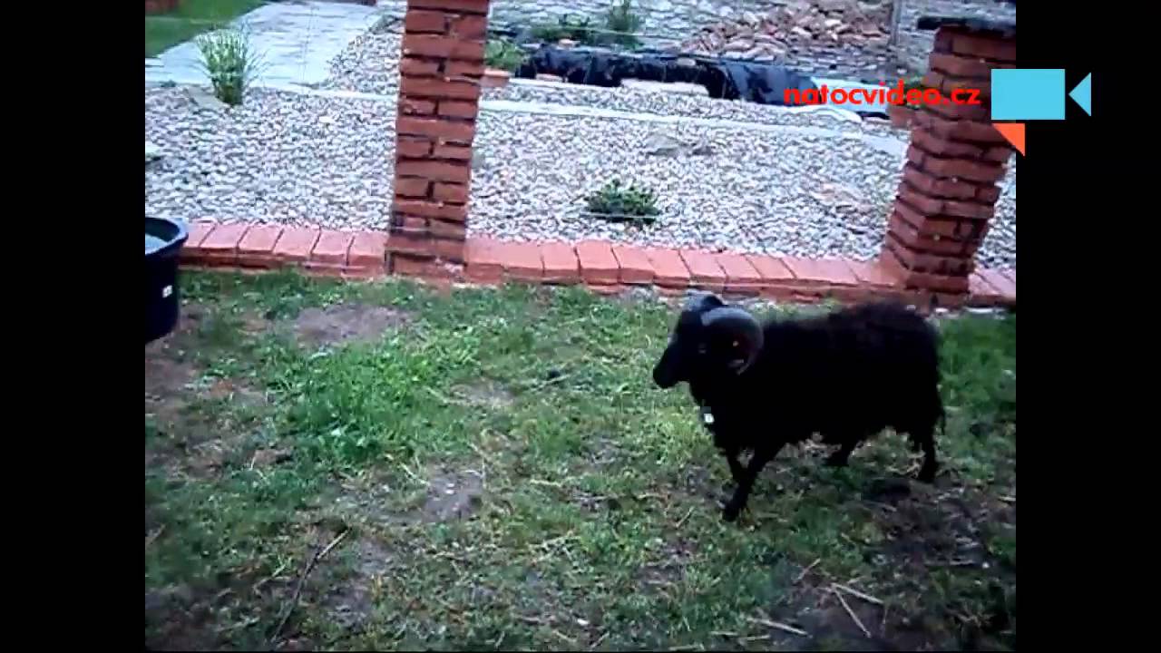 Beran má opravdu beraní hlavu :))