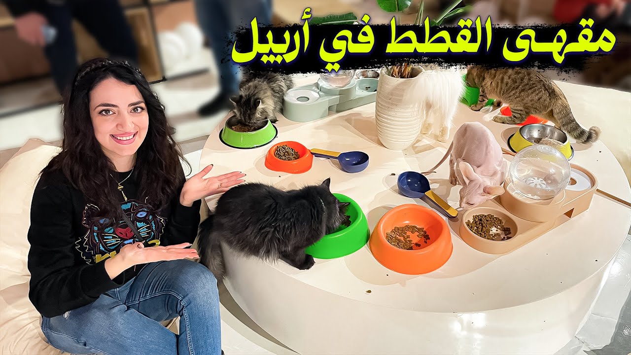 أول مقهى في اربيل والعراق | مقهى القطط | ردة فعلي 😍 الحلقة 15