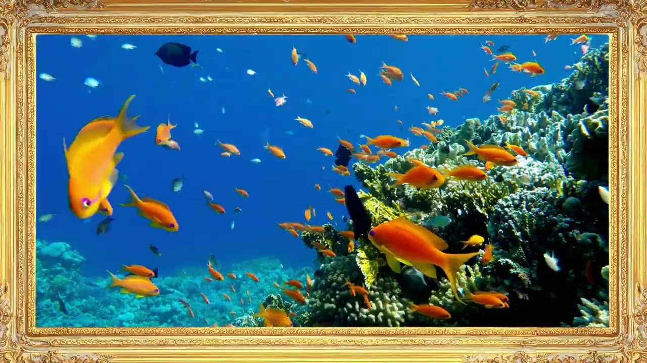 Coral Reef - Calming TV Art 4K | No Music