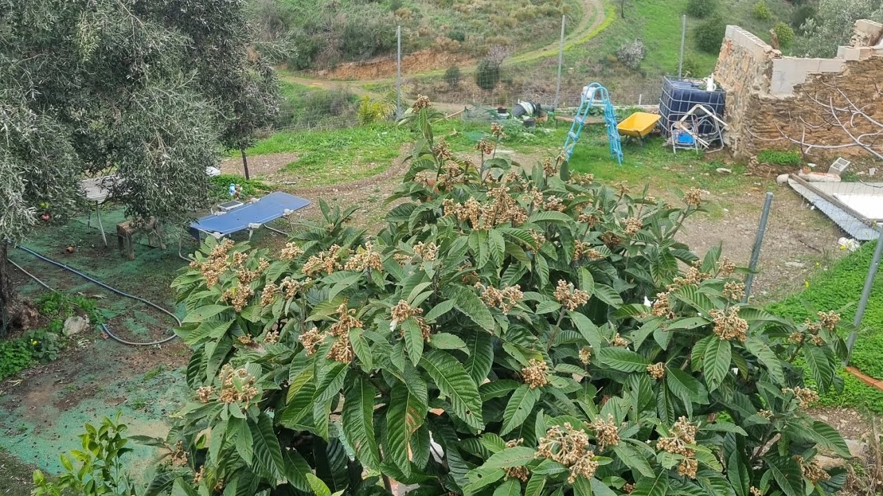 Aclareo de fruta en Nispero  🧐  