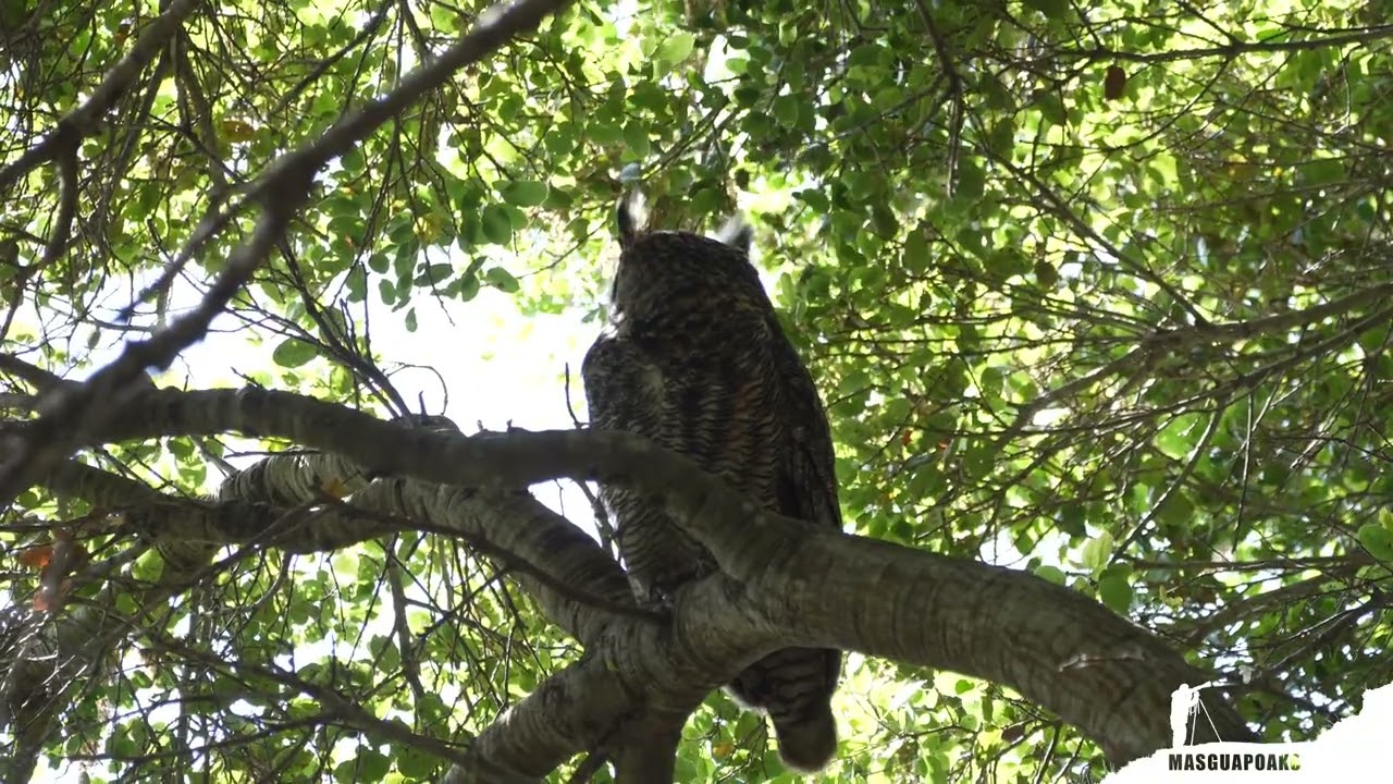Great Horned Owl (Bubo Virginianus)