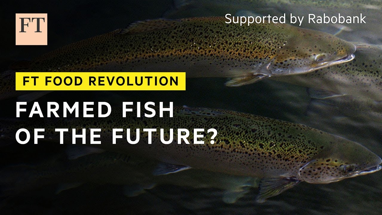 Лучший способ разведения рыбы? | FT Food Revolution