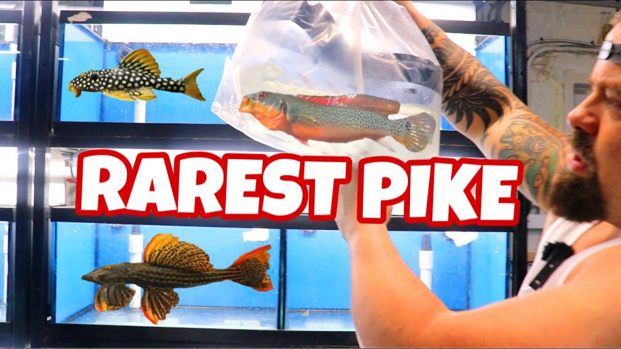 РАСПАКОВКА ТРОПИЧЕСКОЙ РЫБЫ ИЗ БРАЗИЛИИ: НЕСКОЛЬКО УДИВИТЕЛЬНЫХ ПЛЕКОС И САМАЯ РЕДКАЯ ЩУКА В МИРЕ