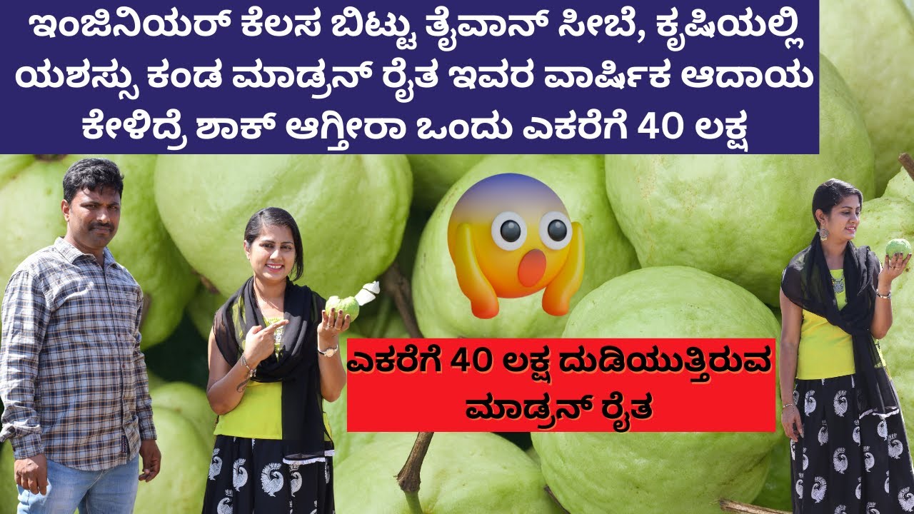 ಇಂಜಿನಿಯರ್ ಕೆಲಸ ಬಿಟ್ಟು ತೈವಾನ್ ಸೀಬೆ ಬೆಳೆದು 👉ಒಂದು ಎಕರೆಗೆ 40 ಲಕ್ಷ ಆದಾಯ |Taiwan Guava ಕೃಷಿಯಲ್ಲಿ Success
