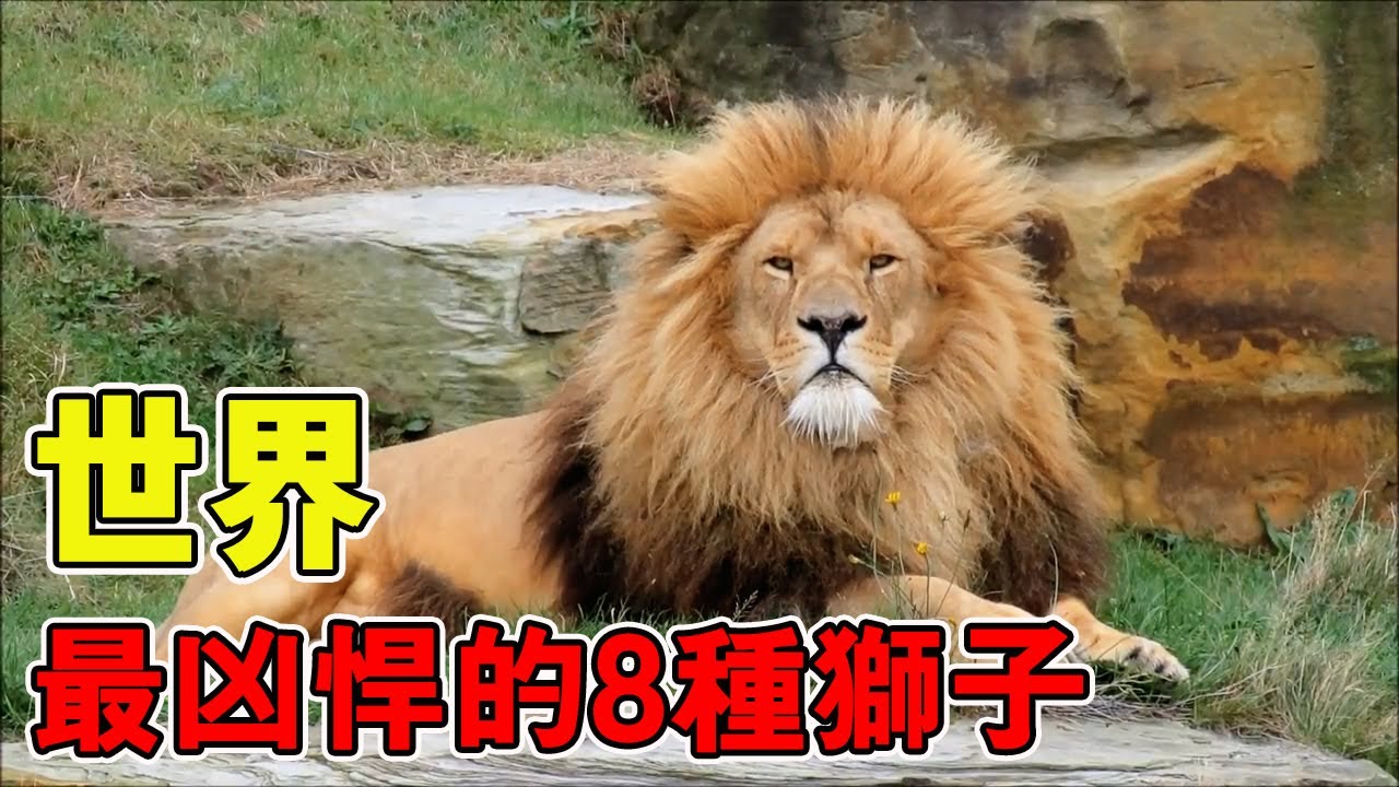 世界上最強悍的8種獅子！第一名身軀龐大到堪比小型車，可以輕鬆掃平大部分的凶悍老虎！ #世界之最 #科普 #動物世界【黑土日記】