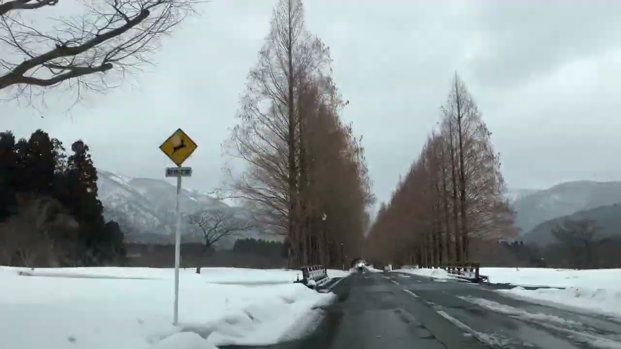 雪のメタセコイヤ並木