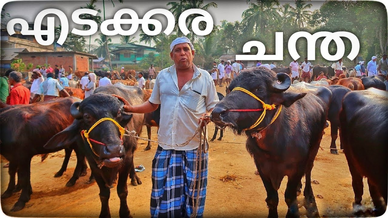 എടക്കര ചന്ത , കാലി ചന്ത, എടക്കര, മലപ്പുറം..