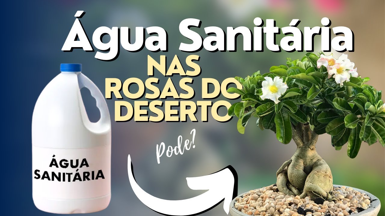 Pode usar ÁGUA SANITÁRIA nas Rosas do Deserto?