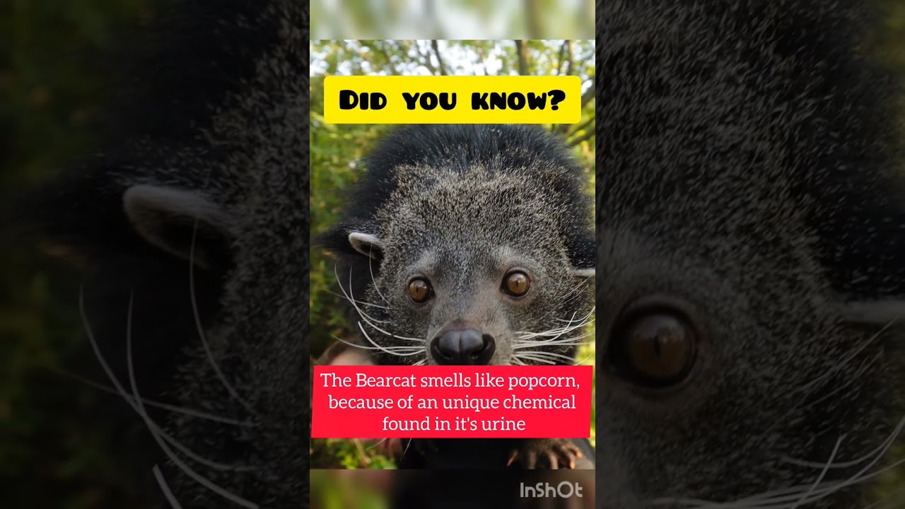 The Bearcat Smells like Popcorn #shorts