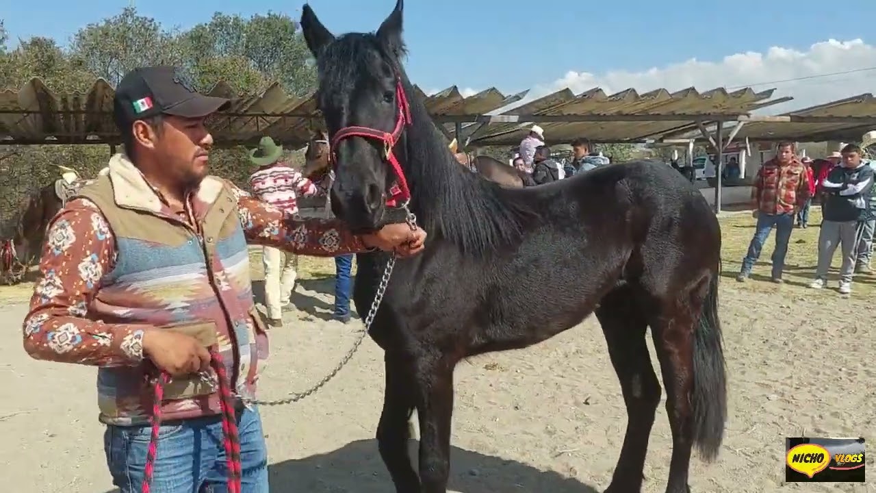 TREMENDOS CABALLOS Y POTROS HOY EN EL RANCHO LAS TABLAS,MUCHISIMA GENTE HOY 23 DE DICIEMBRE DE 2025.