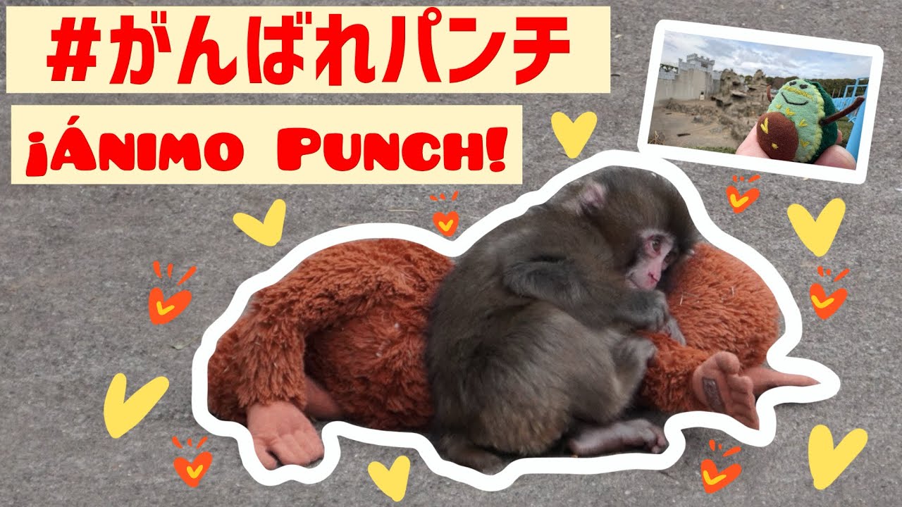 【がんばれパンチ】まだまだぬいぐるみママに甘え盛りだけど、おサルさんの集団生活に慣れるために奮闘してました🥹/¡Ánimo Punch! 🇯🇵🐒
