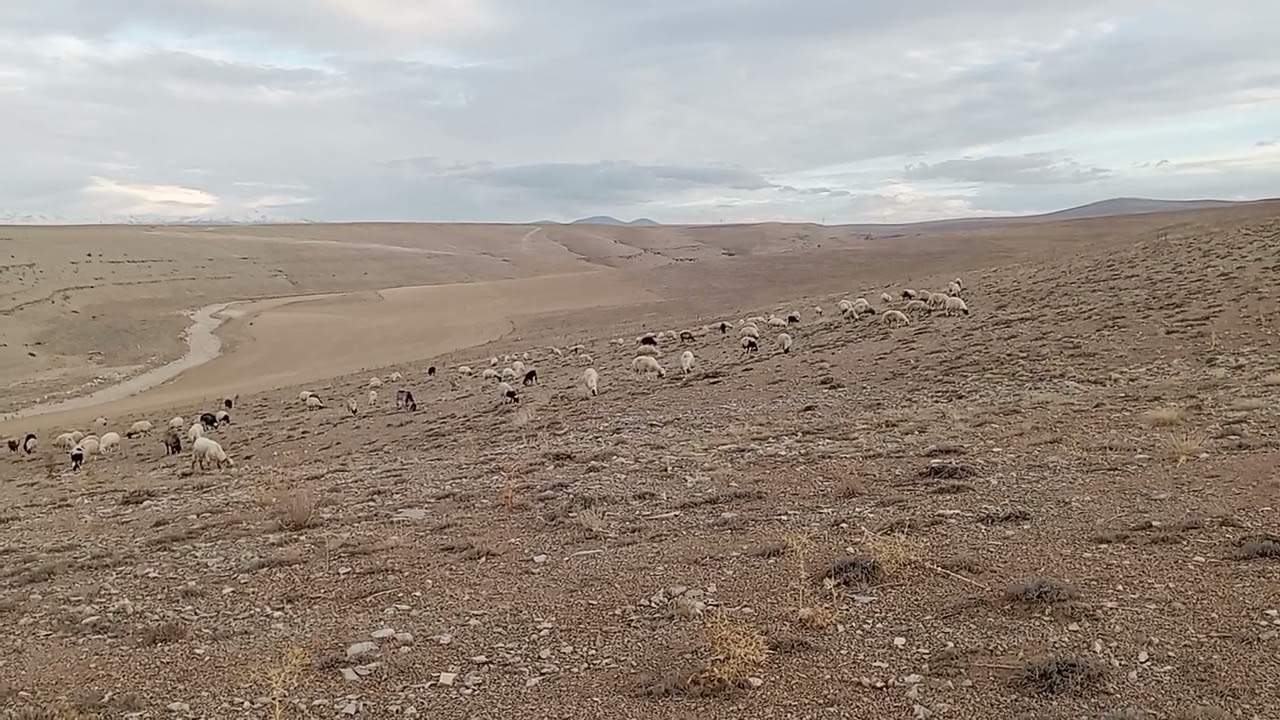 Akşam vakti çöktü yine boz koyun.