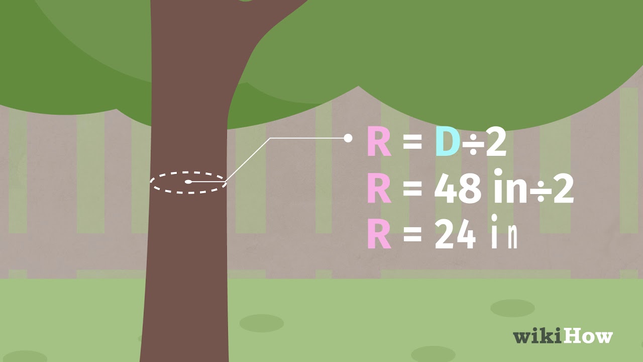 How to Determine the Age of a Tree
