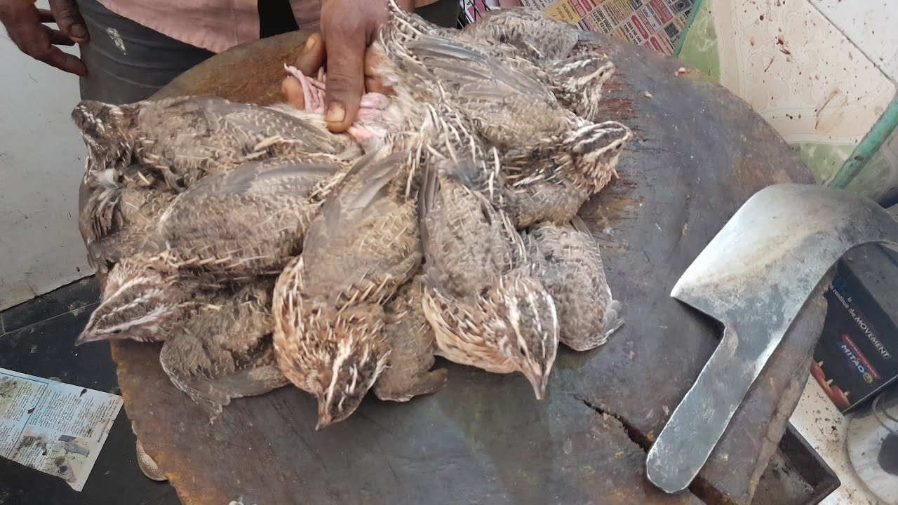 Quail Cutting | Kaadai Cutting skill #kaadai #quailcutting #cutting