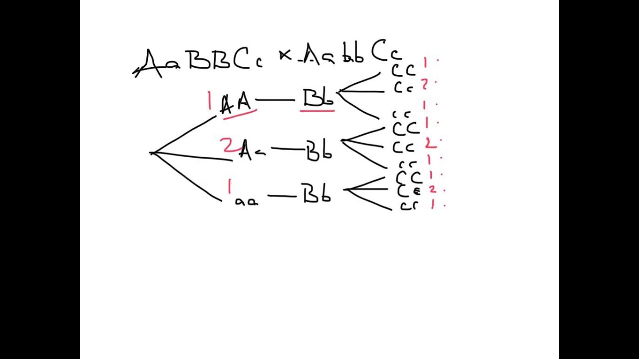 Using branch diagrams