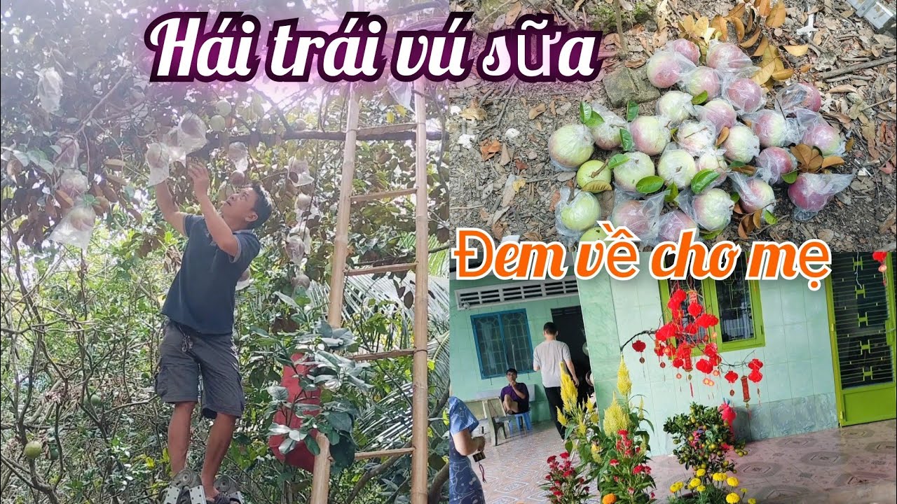#55 Hái trái vú sữa đem về cho mẹ 