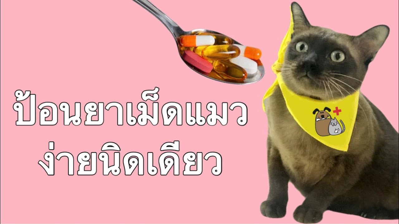 วิธีป้อนยาเม็ดน้องแมวแบบง่ายๆ
