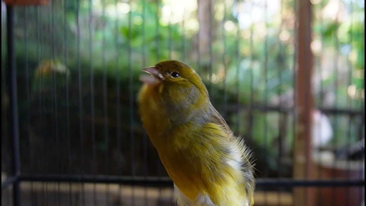 Verry Wonderfull ,Soothing Canary song ||  Nature sounds canary for stress relief and sleep for you