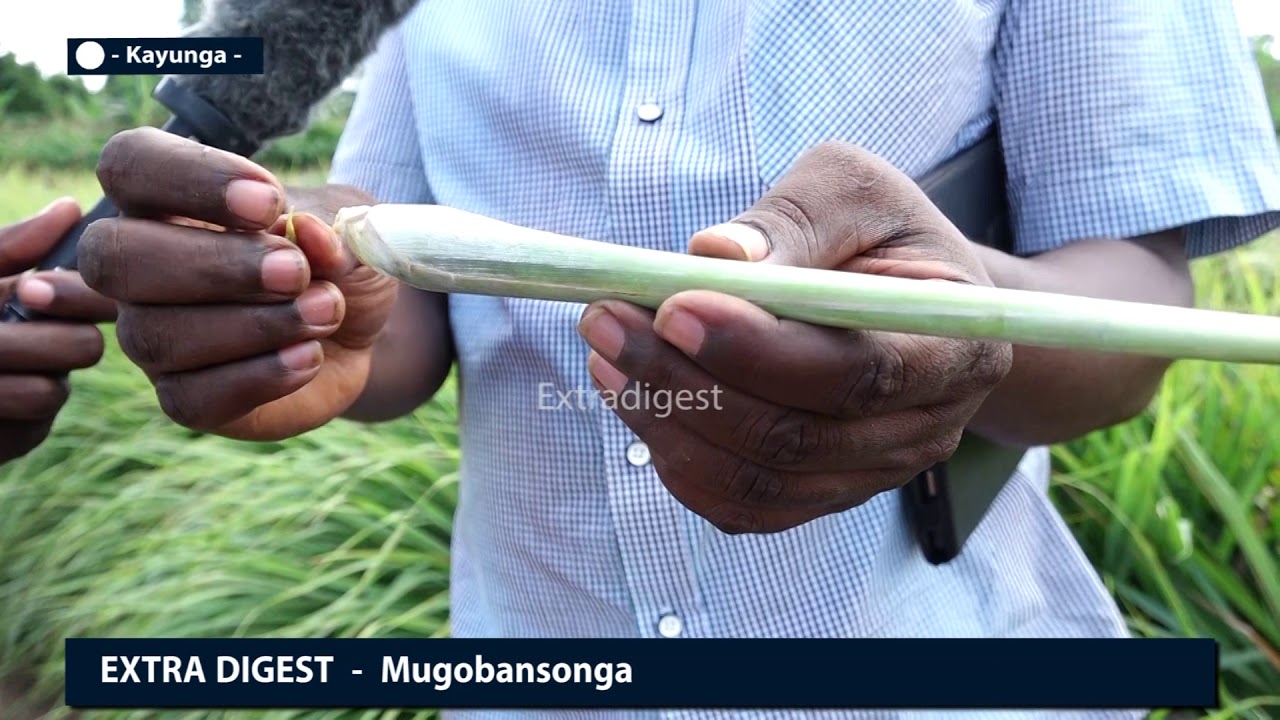 Wuuno eyava mu Kigo nadda mu kulima n'okutabula Eddagala_#Extradigestshow #MCibrah