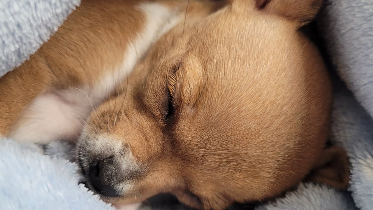 j'adopte un bébé chihuahua !!! 😍😍😍