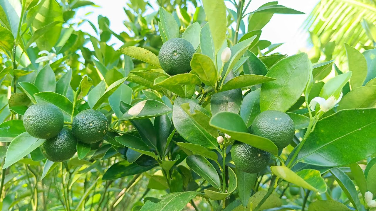 Calamansi at iba pang tanim na pangmatagalan Ang ani