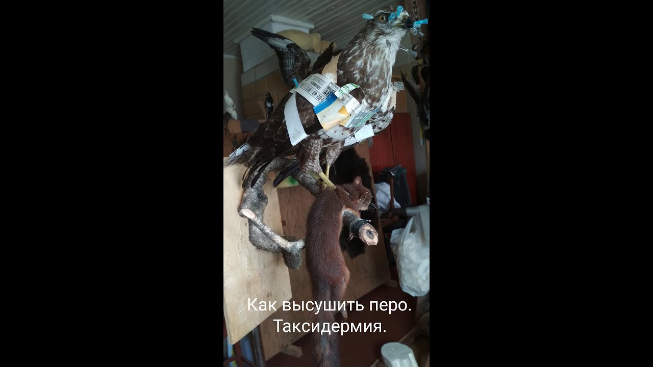 Таксидермия птиц. Сушка пера.