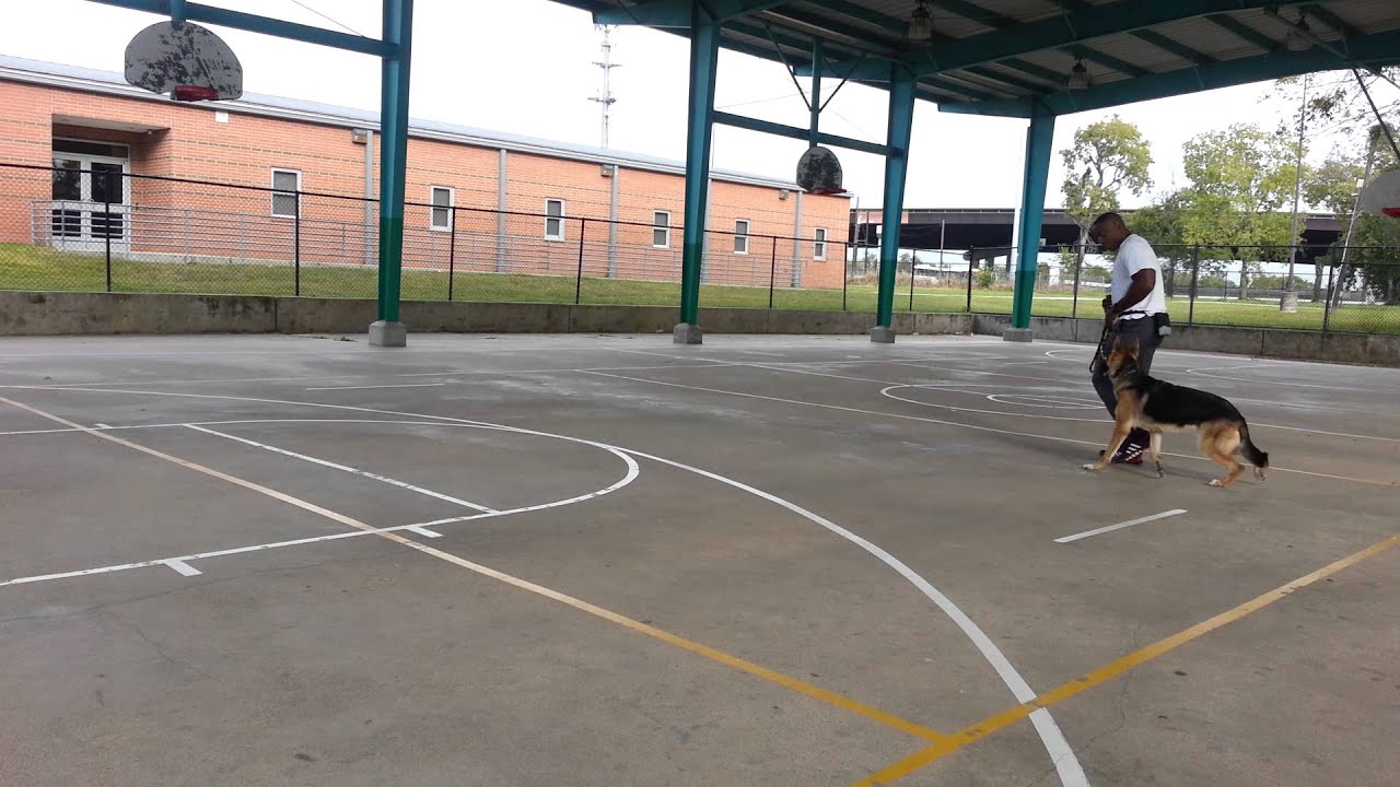 Progressive Dog Training