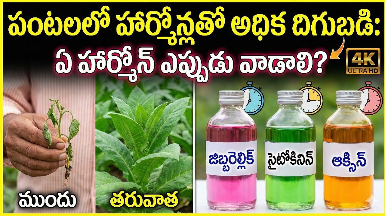 “పంటల్లో హార్మోన్ల అసలు రహాస్యం: ఏది ఎప్పుడు వాడాలి?”Plant hormones in agriculture 