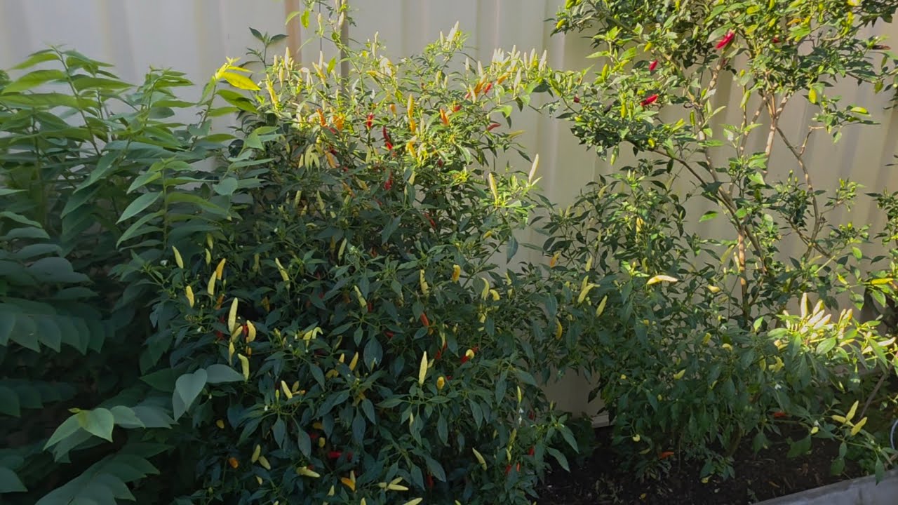 Tham Quan Vườn Nhà Mẹ 