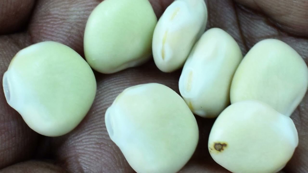 Kenya Nyandarua  source of proteins for dairy cow